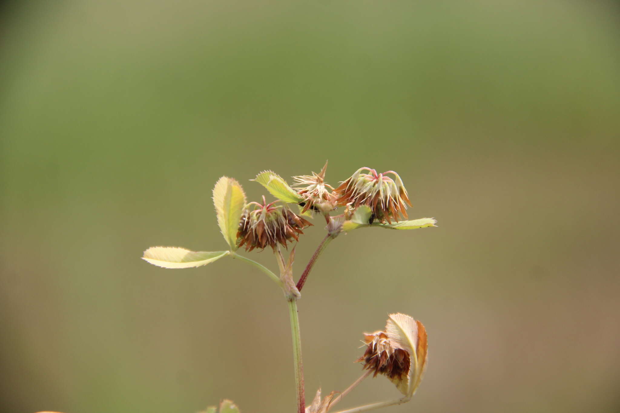 Image of Trifolium angulatum Waldst. & Kit.