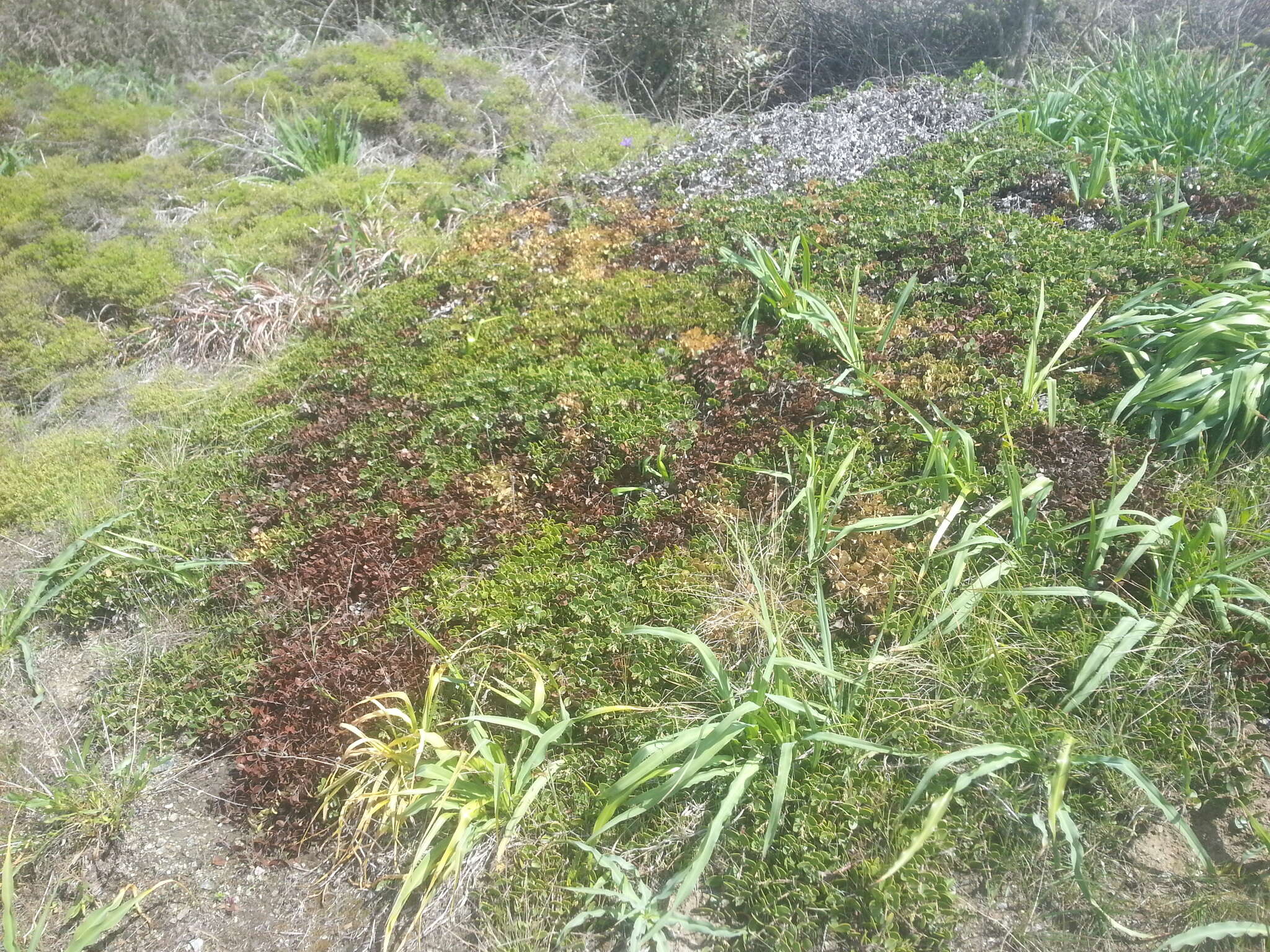 Слика од <i>Arctostaphylos montana</i> subsp. <i>ravenii</i>