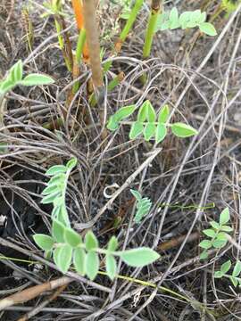 Image of Pelargonium pinnatum (L.) L'Her.