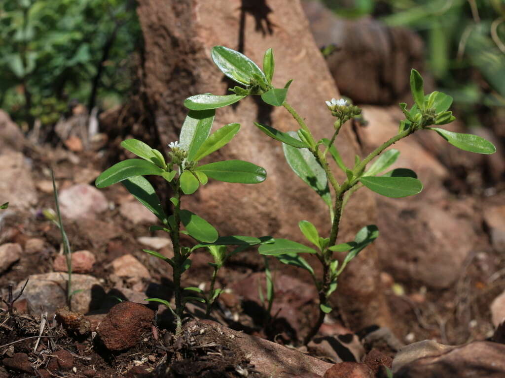 Image of Limeum viscosum subsp. transvaalense Friedr.