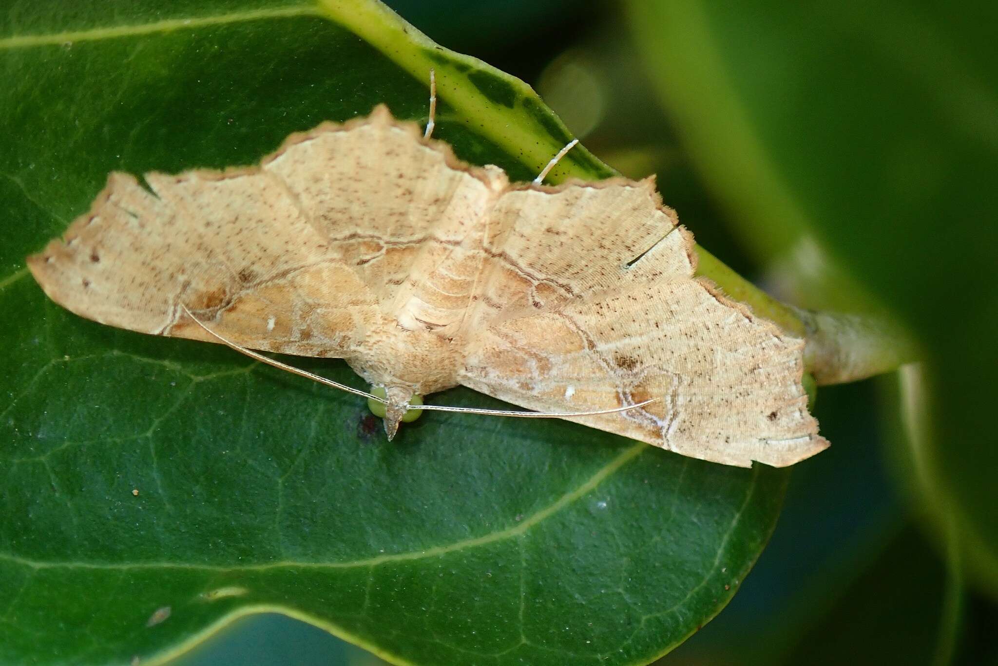 Image of Cultripalpa Guenée 1852