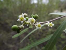 Image of Geijera parviflora Lindl.