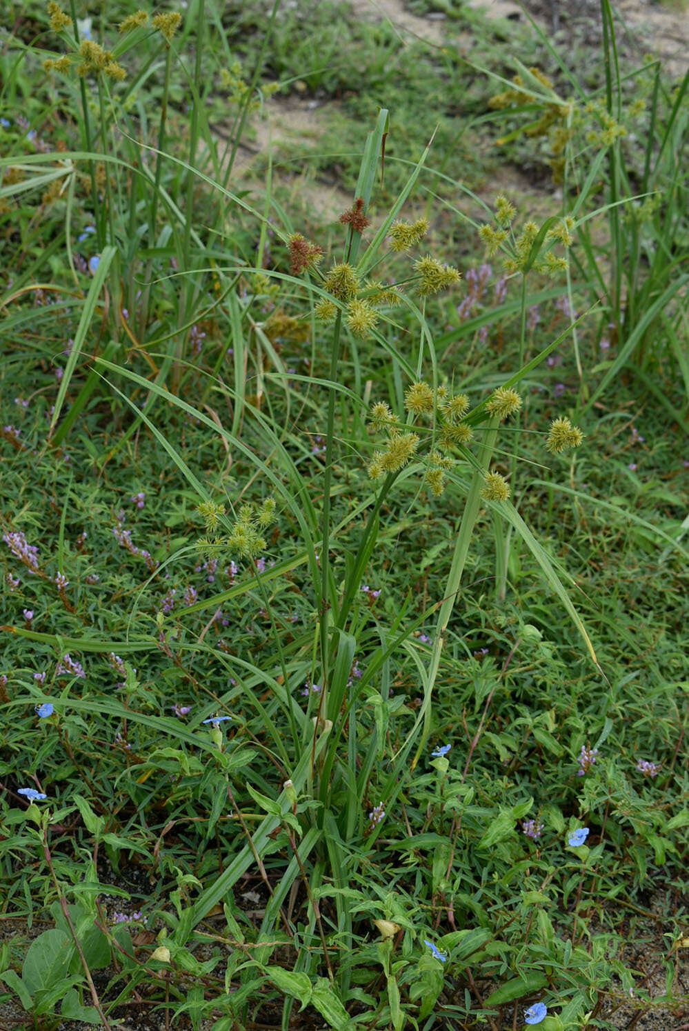 Imagem de Cyperus scaber (R. Br.) Boeckeler