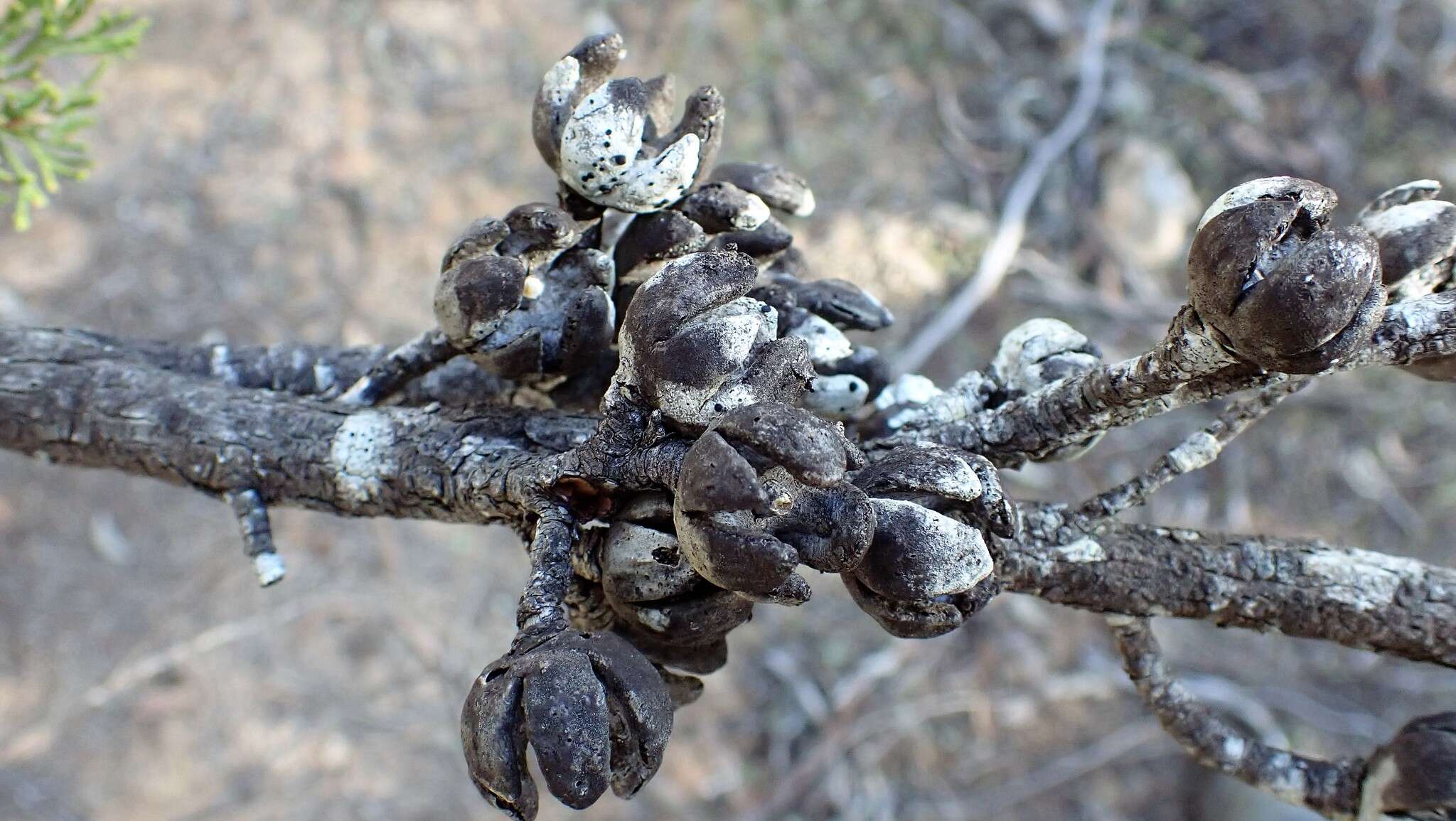 Image of Morrison's Cypress Pine