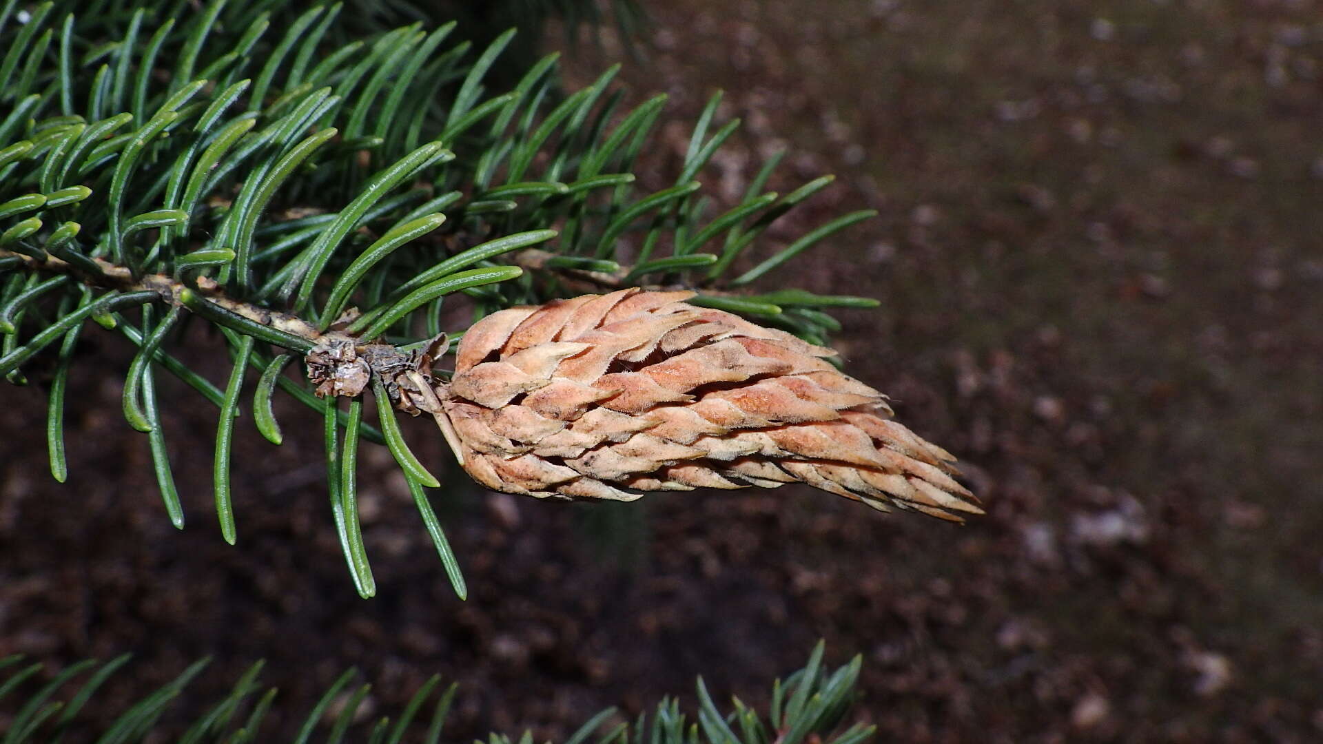 Слика од Pineus (Pineodes) pinifoliae (Fitch 1858)