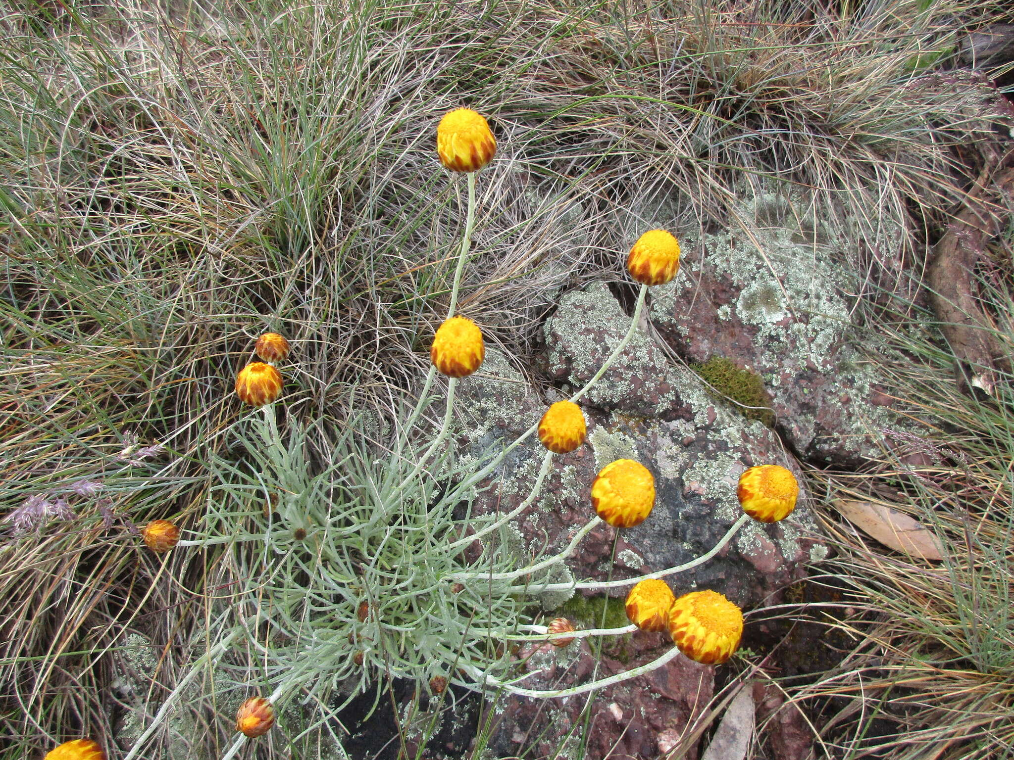 Image of Leucochrysum albicans subsp. albicans