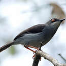 Imagem de Apalis goslingi Alexander 1908