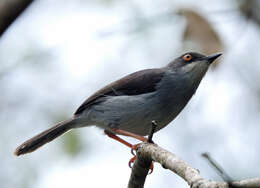 Image of Gosling's Apalis