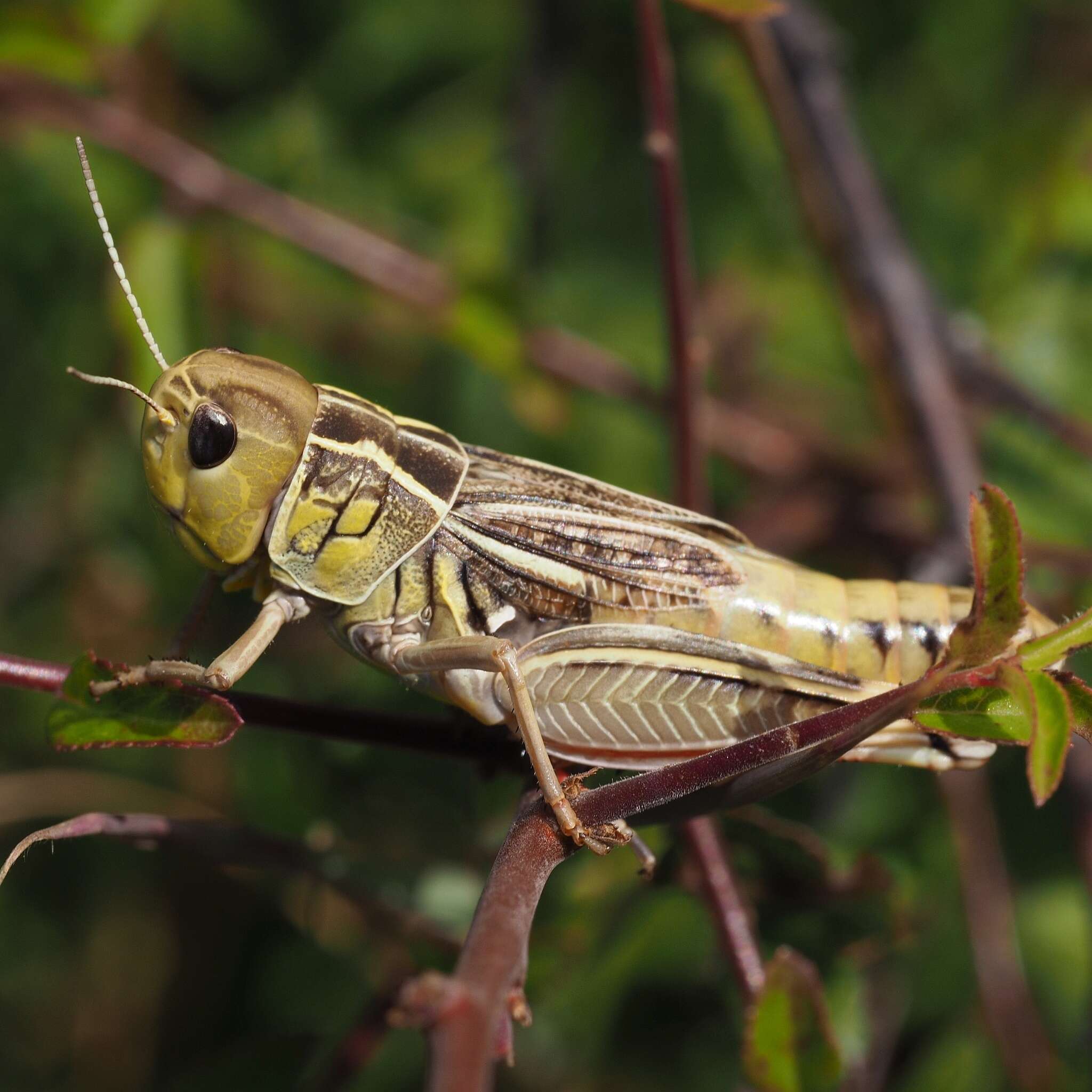 Image of Arcyptera (Pararcyptera) brevipennis (Brunner von Wattenwyl 1861)