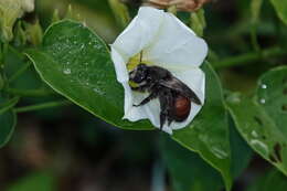 Image of Caupolicana notabilis (Smith 1861)