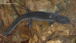 Image of Kori salamander