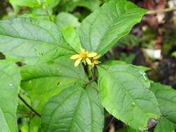 Philactis zinnioides Schrad. resmi