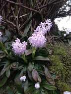 Image of Heloniopsis umbellata Baker