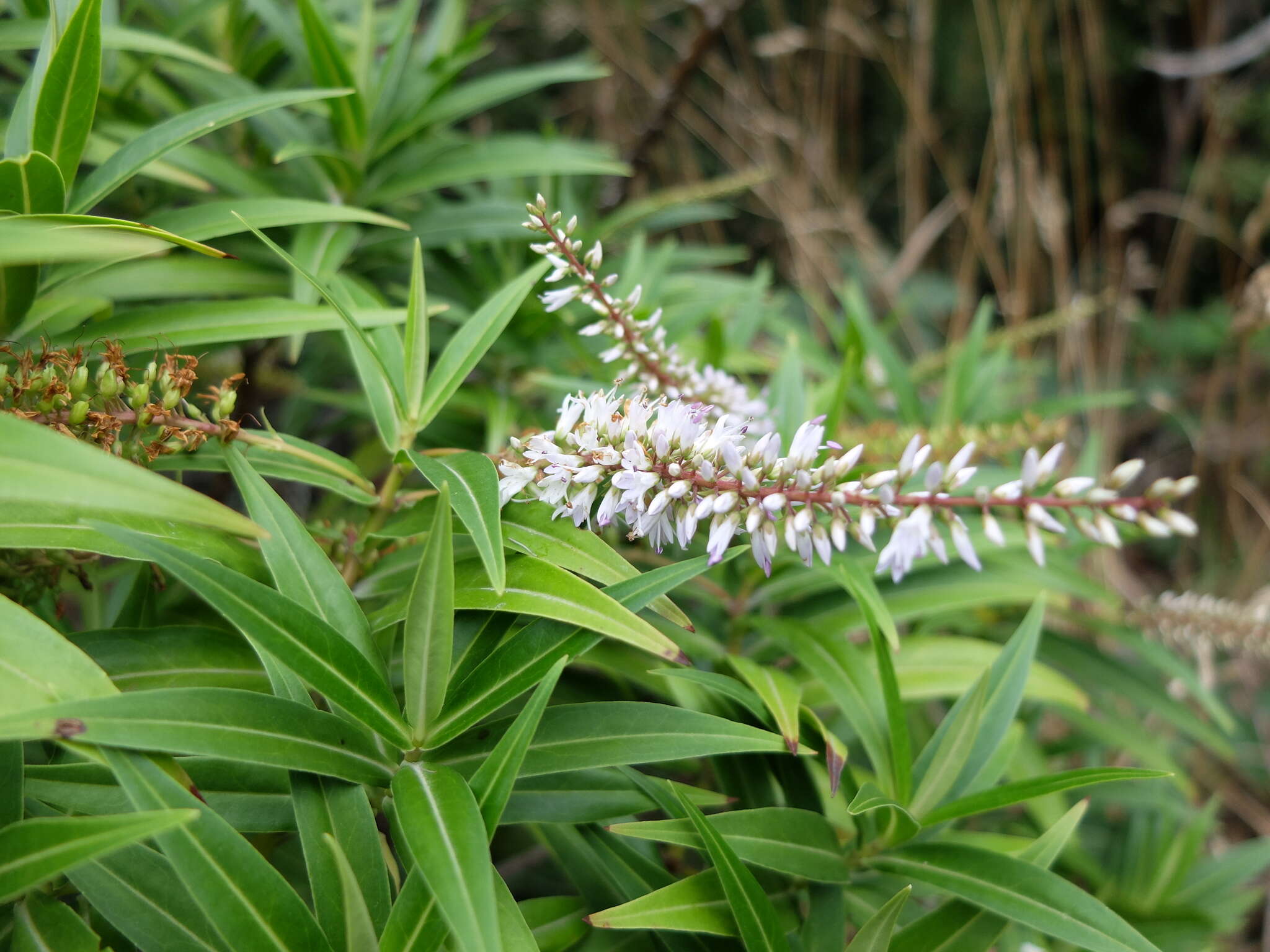 Image de Veronica salicifolia G. Forster