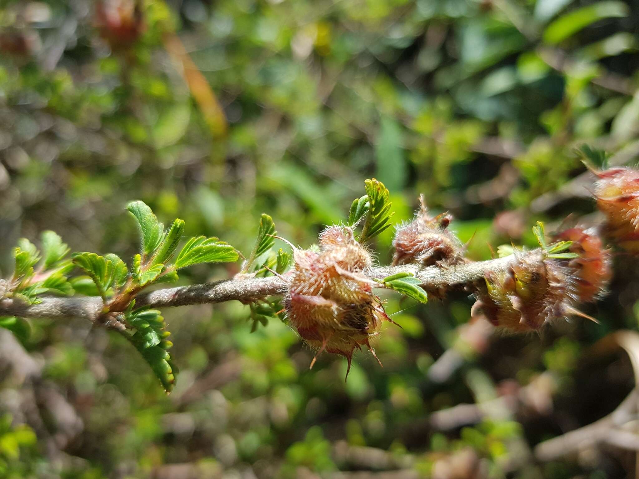 Image of Kotschya strigosa (Benth.) Dewit & P. A. Duvign.