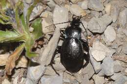 Imagem de Carabus (Archicarabus) monticola Dejean 1826