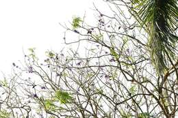 Plancia ëd Jacaranda caucana Pittier