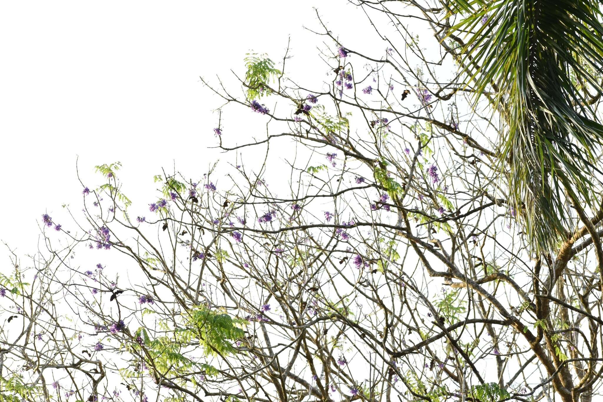 Plancia ëd Jacaranda caucana Pittier