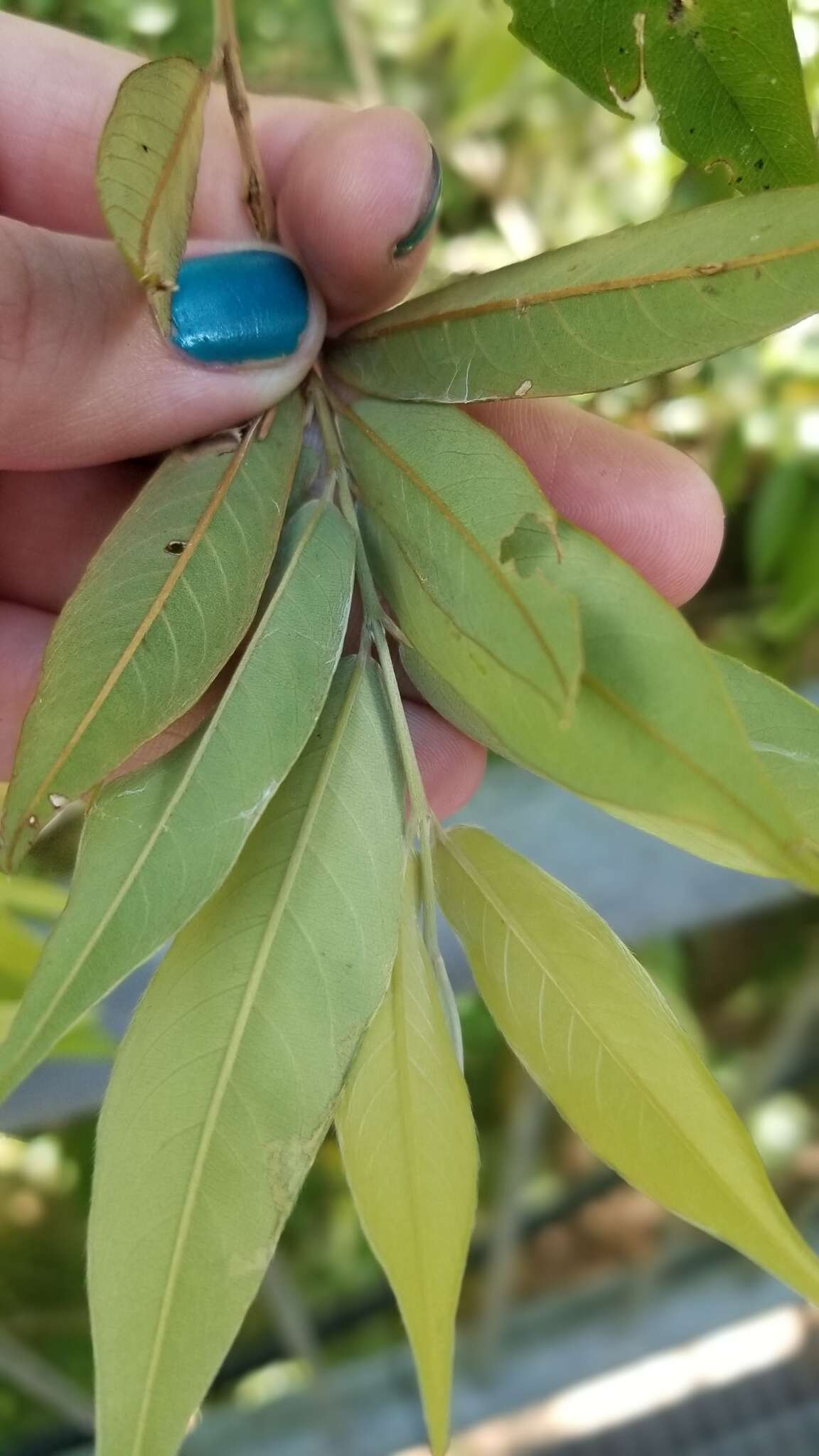 Sivun Aceratium megalospermum (F. Müll.) van Balg. kuva