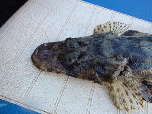 Image of Black-freckled flathead