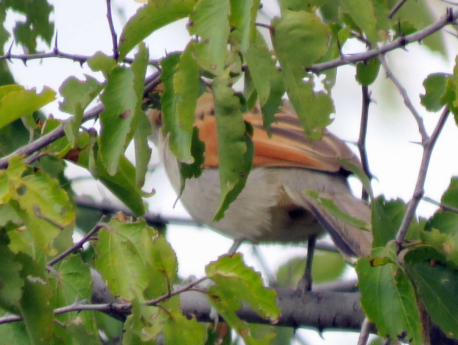 Sivun Tchagra senegalus kalahari (Roberts 1932) kuva