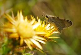 Image of Mediterranean Skipper