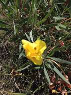 Oenothera macrocarpa Nutt. resmi