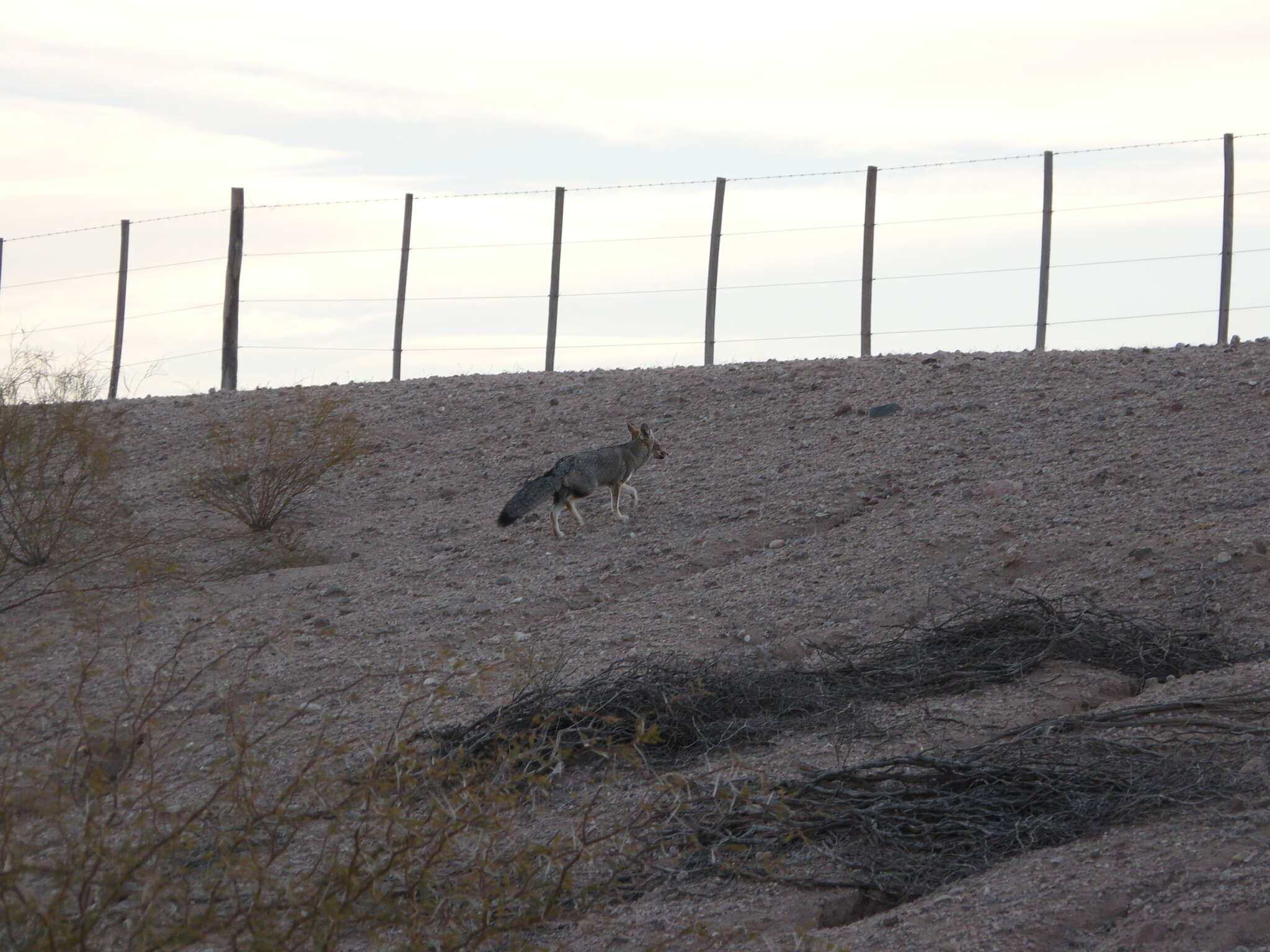 Image de Renard Gris