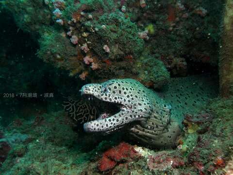 Image of Spotted moray