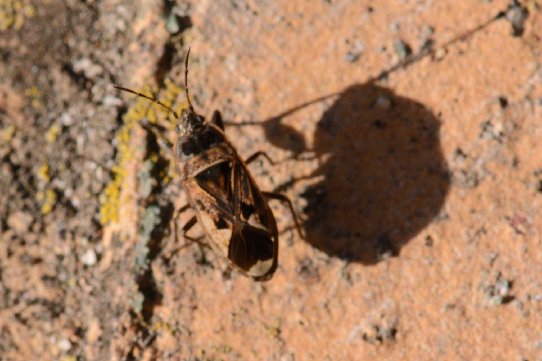 Image of Naphius apicalis (Dallas & W. S. 1852)