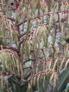 Image of Tillandsia krukoffiana var. krukoffiana