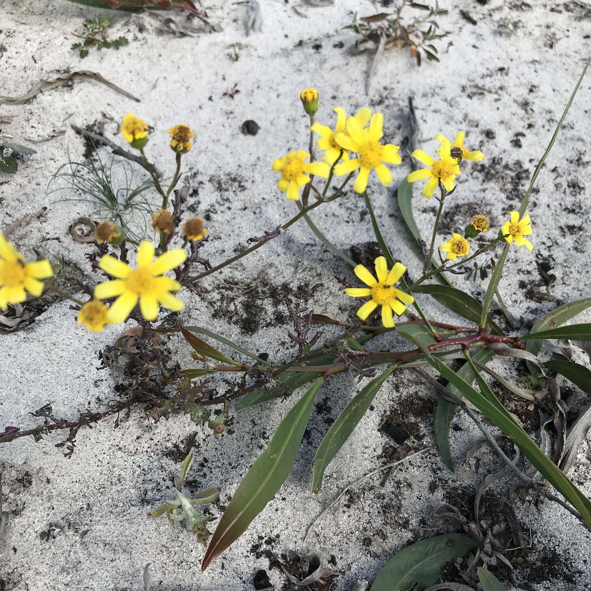 Plancia ëd Senecio abruptus Thunb.