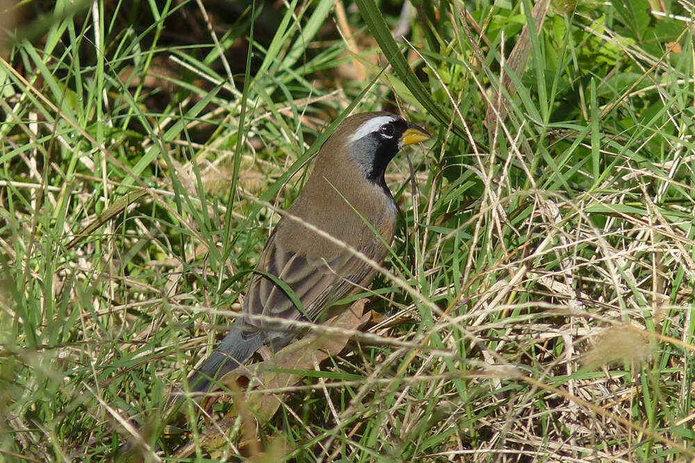 Image of Many-colored Chaco Finch