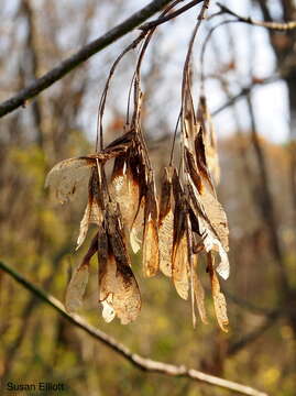 Image of Box Elder