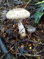 Image of Amanita pareparina G. S. Ridl. 1991