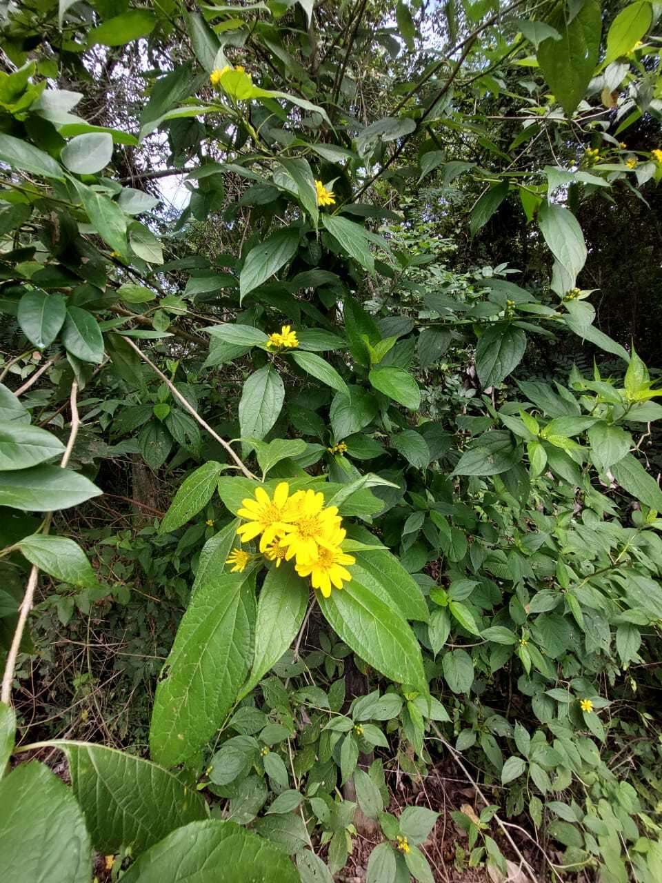 Image of Lasianthaea fruticosa (L.) K. Becker