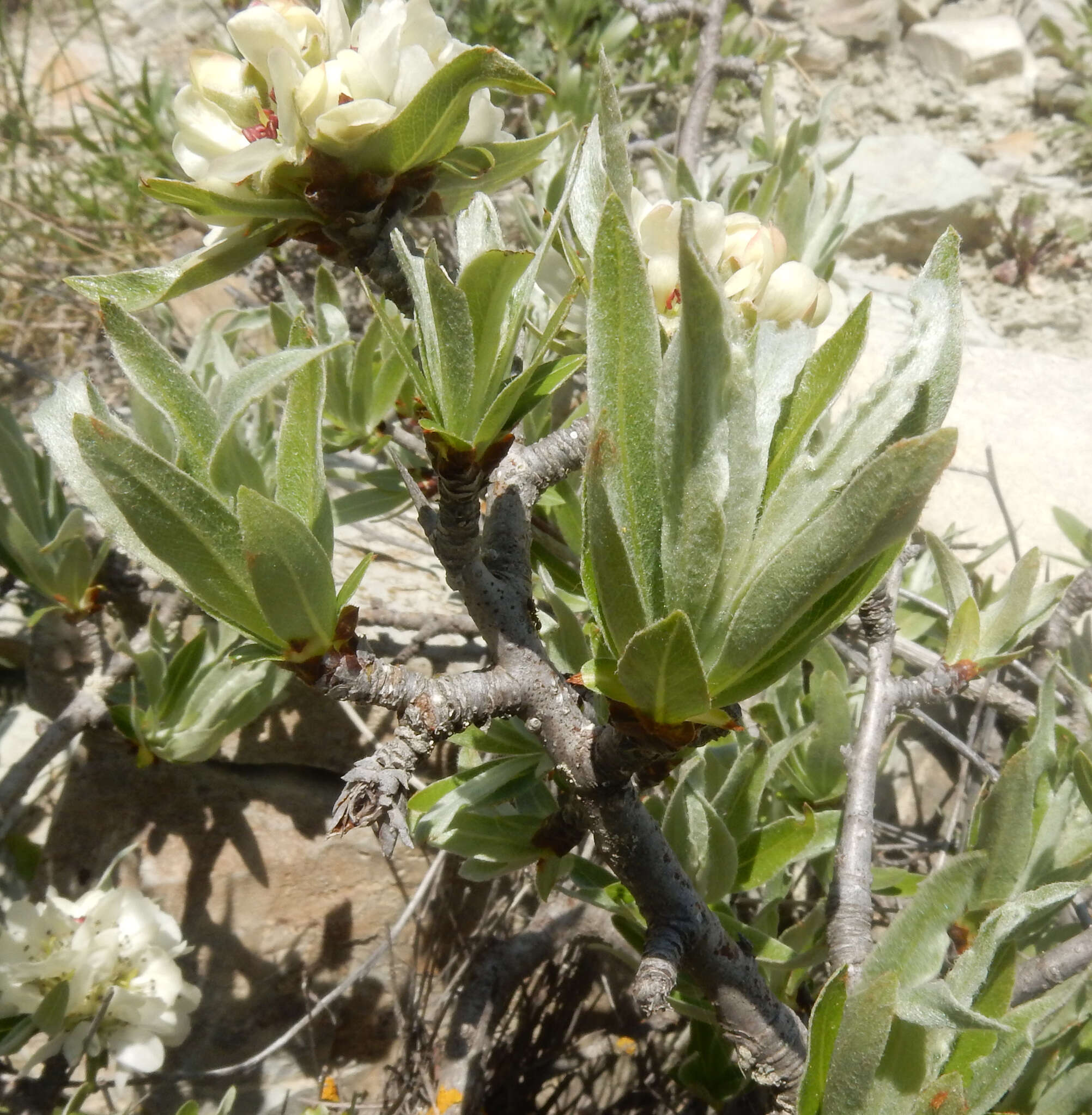 Plancia ëd Pyrus salicifolia Pall.