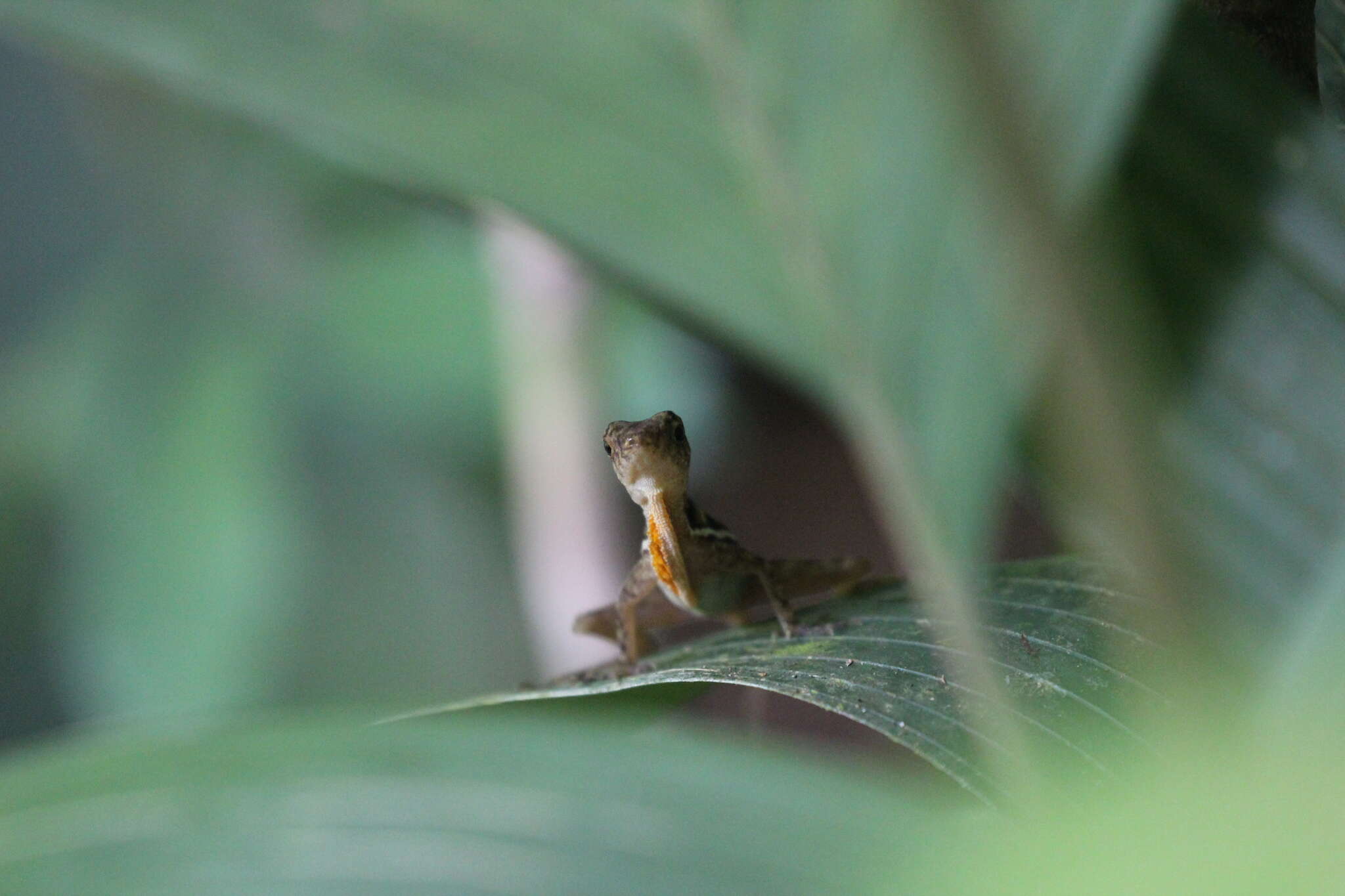 Image of Anolis osa Köhler, Dehling & Köhler 2010