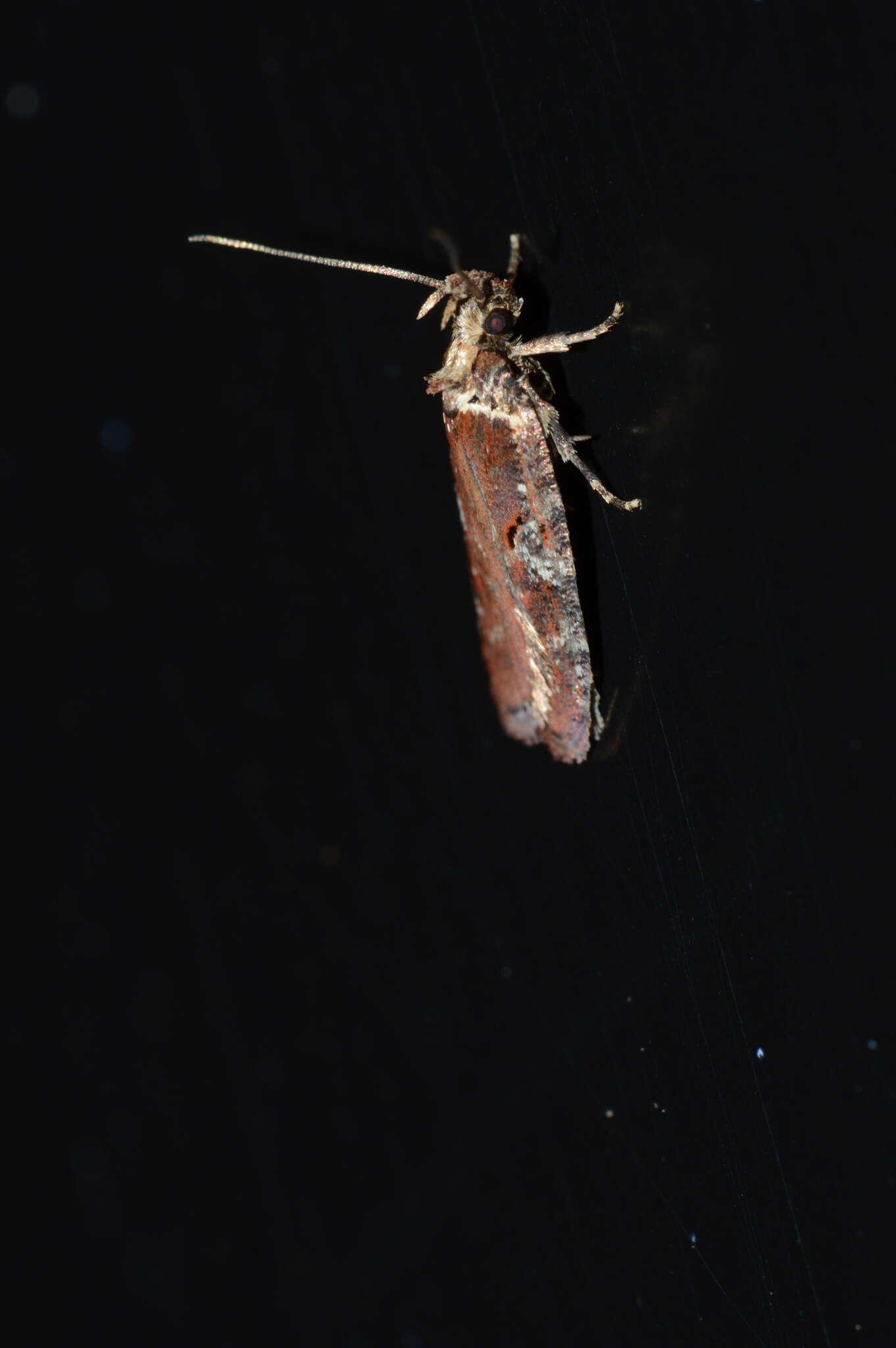 Imagem de Agonopterix lythrella Walsingham 1889