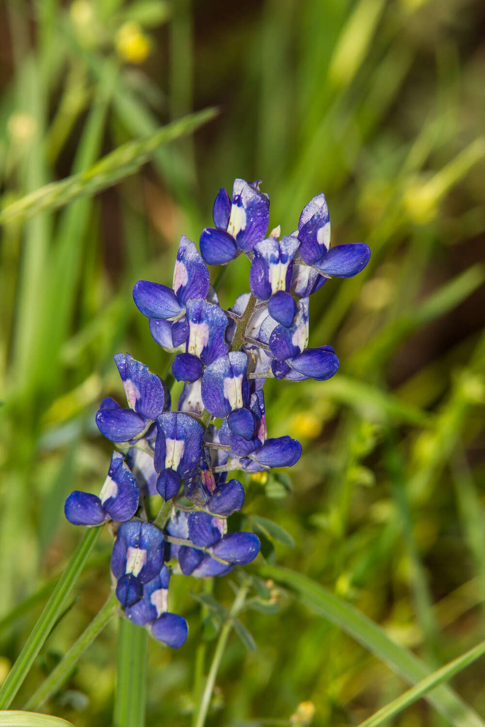 Image of Texas lupine