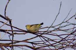 Image of Forty-spotted Pardalote