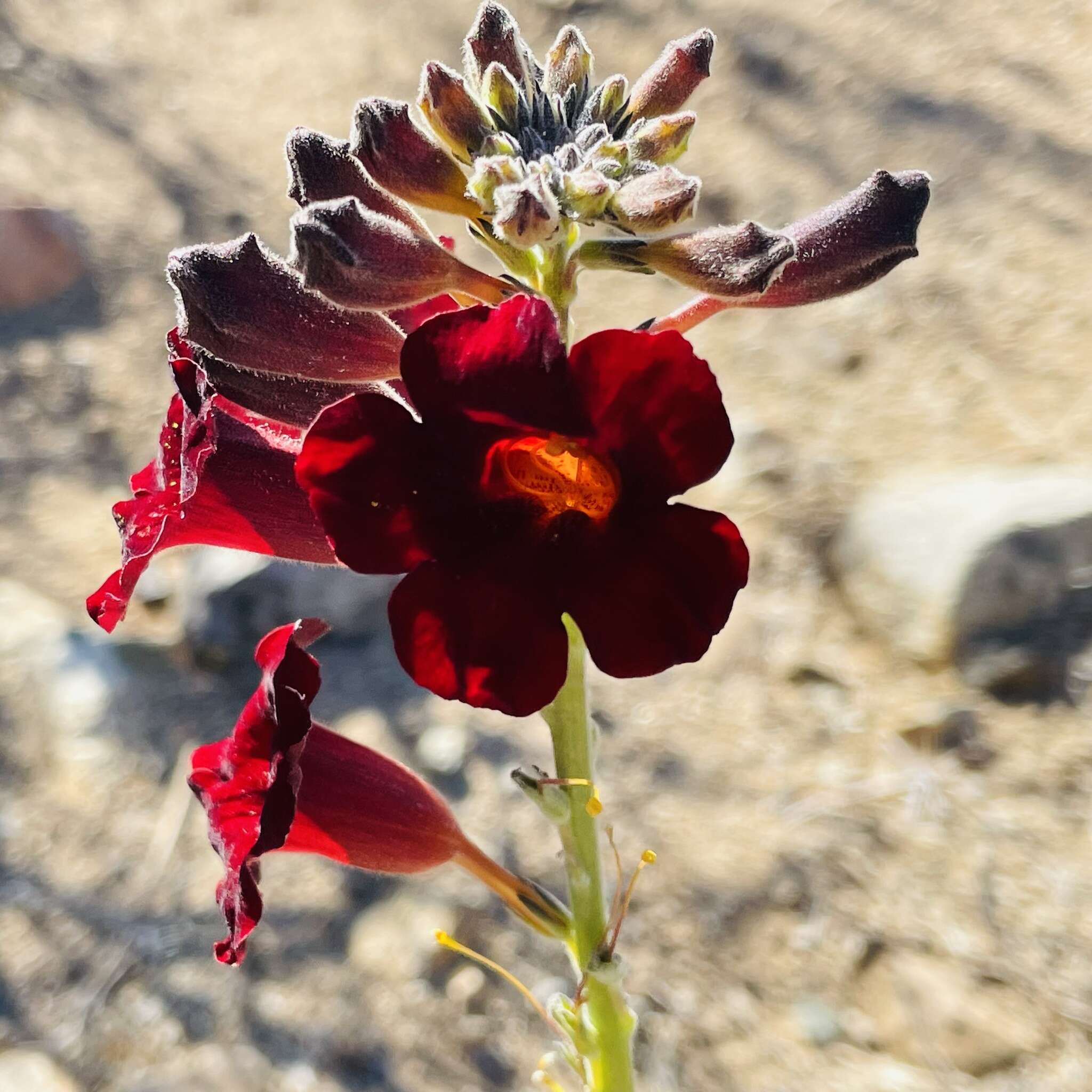 Image of Argylia radiata (L.) D. Don