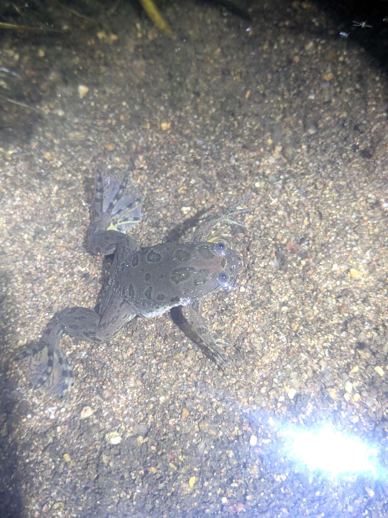 Image of Muller's clawed frog