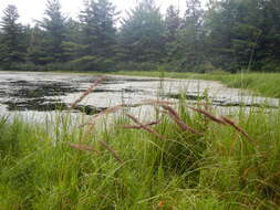 Image of Calamagrostis canadensis (Michx.) P. Beauv.