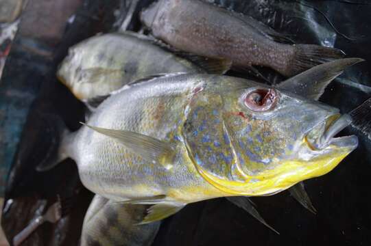 Boulengerochromis resmi