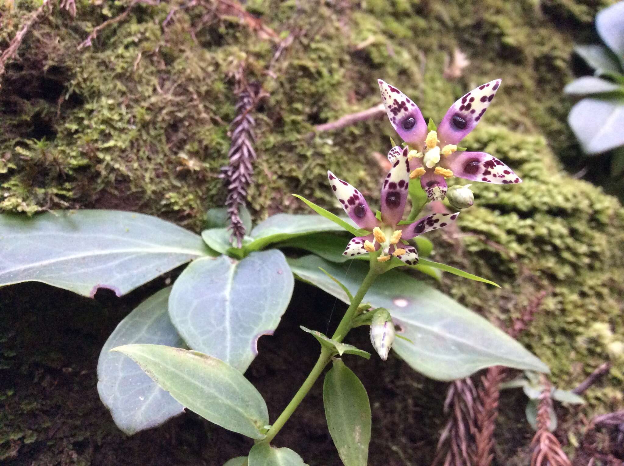 Image of Swertia shintenensis Hayata