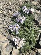 Image of Polemonium villosissimum (Hultén) D. F. Murray & Elven