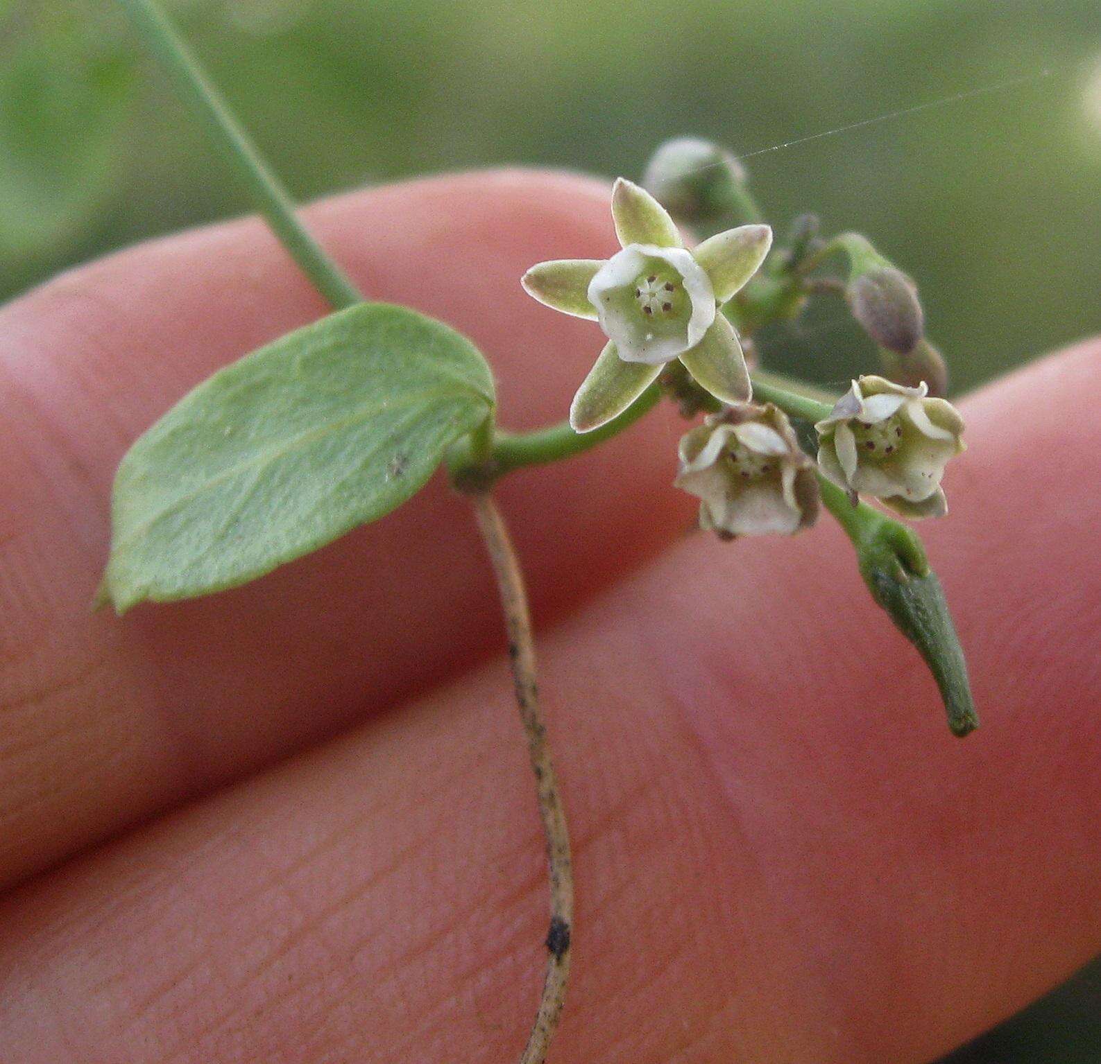 Image of Common dog-wort