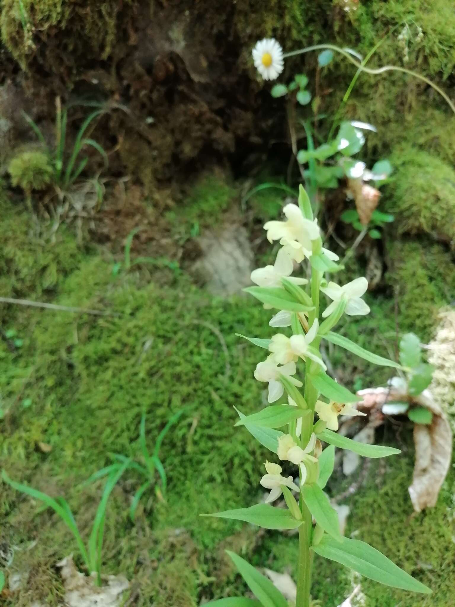 Image de Dactylorhiza insularis (Sommier) Ó. Sánchez & Herrero