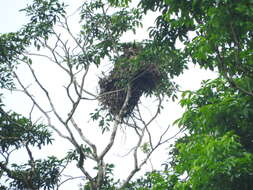 Image of Black Giant Squirrel